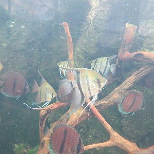 PPG Aquarium - Tropical Freshwater Rainforest - Red Discus and Others Exhib