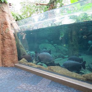 PPG Aquarium - Tropical Freshwater Rainforest - Arapaima, Redtail Catfish,