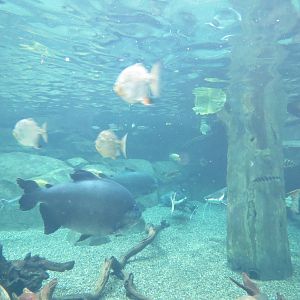 PPG Aquarium - Tropical Freshwater Rainforest - Arapaima, Redtail Catfish,