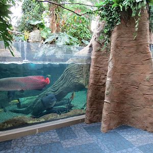 PPG Aquarium - Tropical Freshwater Rainforest - Arapaima, Redtail Catfish,