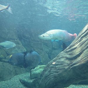PPG Aquarium - Tropical Freshwater Rainforest - Arapaima, Redtail Catfish,
