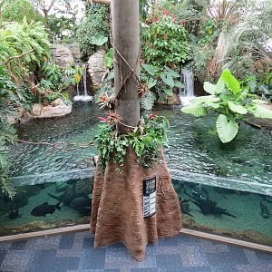 PPG Aquarium - Tropical Freshwater Rainforest - Arapaima, Redtail Catfish,