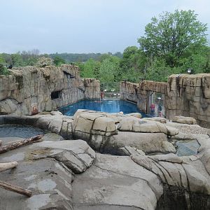 Water's Edge - Polar Bear Exhibit