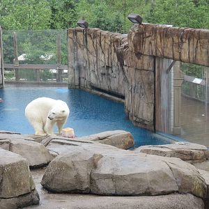 Water's Edge - Polar Bear Exhibit
