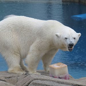 Water's Edge - Polar Bear