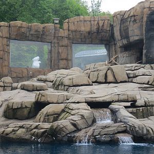 Water's Edge - Polar Bear Exhibit