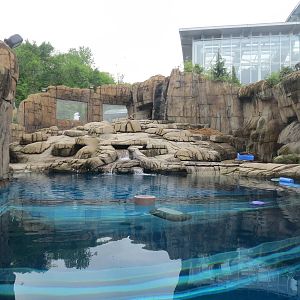 Water's Edge - Polar Bear Exhibit