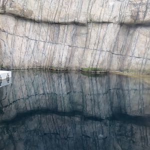 Water's Edge - First Sea Otter Exhibit