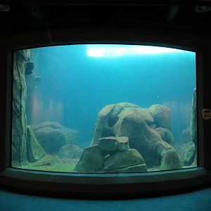 Water's Edge - First Sea Otter Exhibit Underwater Viewing Area