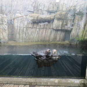 Water's Edge - Second Sea Otter Exhibit
