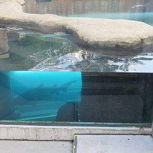 Water's Edge - Sand Tiger Shark Exhibit Surface Viewing Area