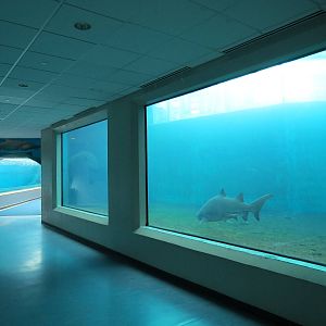 Water's Edge - Sand Tiger Shark Exhibit Underwater Viewing Area