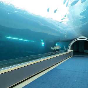 Water's Edge - Sand Tiger Shark Exhibit Underwater Tunnel