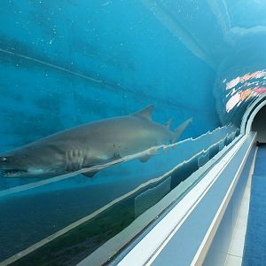 Water's Edge - Sand Tiger Shark Exhibit Underwater Tunnel