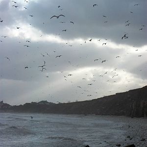 Gulls from the bottom of Sewerby steps, Bridlington 24th March 2013