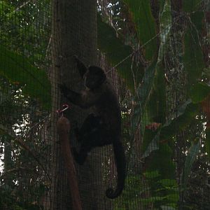 tufted capuchin