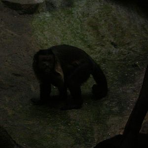 tufted capuchin