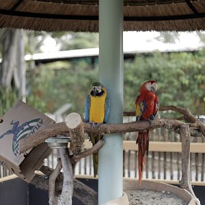 Ara Araruana and Ara macao (Blue and gold Macaw,Scarlet Macaw)