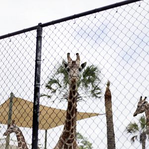 Giraffa camelopardalis
