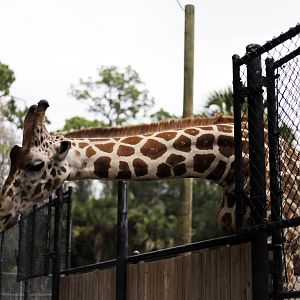 Giraffa camelopardalis