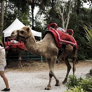 Camelus dromedarius  (Dromedary)