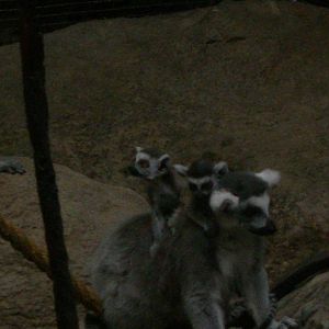 twin ring tailed lemurs on exhibit with mom