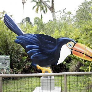 Okay, that big tukan again