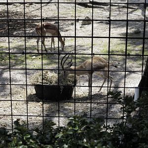 Dorcas Gazelles - Gazella dorcas