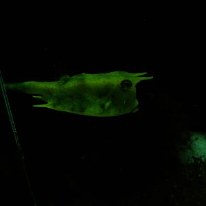 Longhorn cowfish