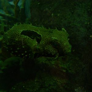 pufferfish
