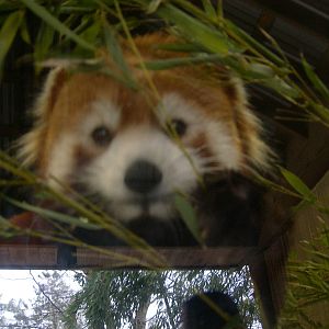 New female red panda