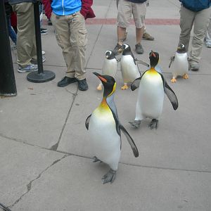Penguin Walk at the zoo