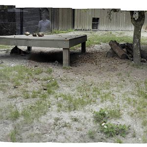 Stripped Hyena full Exhibit