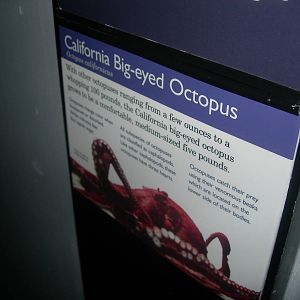 Is this the same thing as a Giant Pacific octopus???