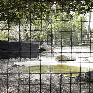 Tragelaphus strepsiceros - Kudu