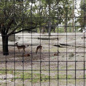 Aepyceros melampus - Impalas!