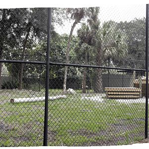 Two more Lions - Second Exhibit