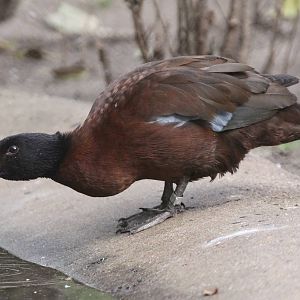 Hartlaub's Duck (Pteronetta hartlaubii)