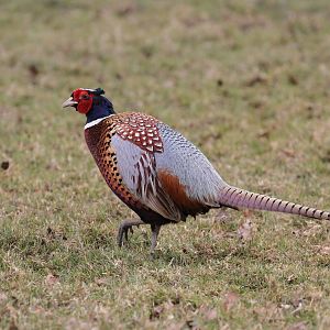 Ringneck Pheasant?