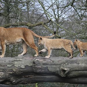 African Lions