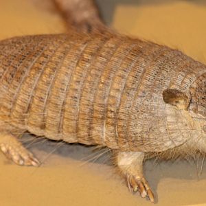 armadillo species ID needed