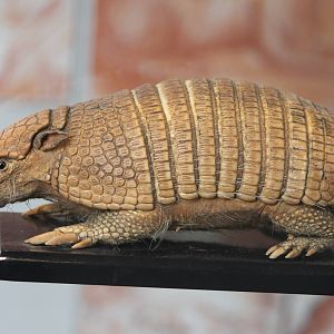 armadillo species ID needed