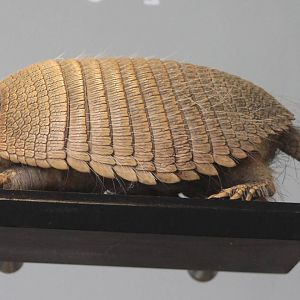 armadillo species ID needed