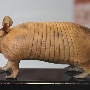 armadillo ID needed