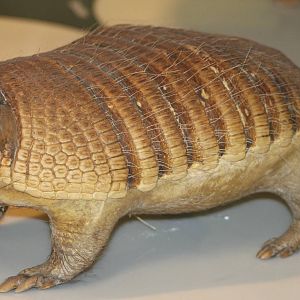 armadillo ID needed
