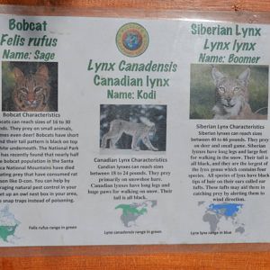 Bobcat, Canadian Lynx, Siberian Lynx Signage