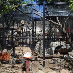 Bobcat, Canadian Lynx, Siberian Lynx Enclosure
