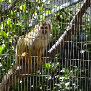 Squirrel Monkey