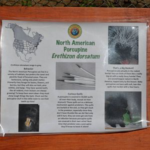 North American Porcupine Signage