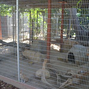 Fennec Fox Enclosure